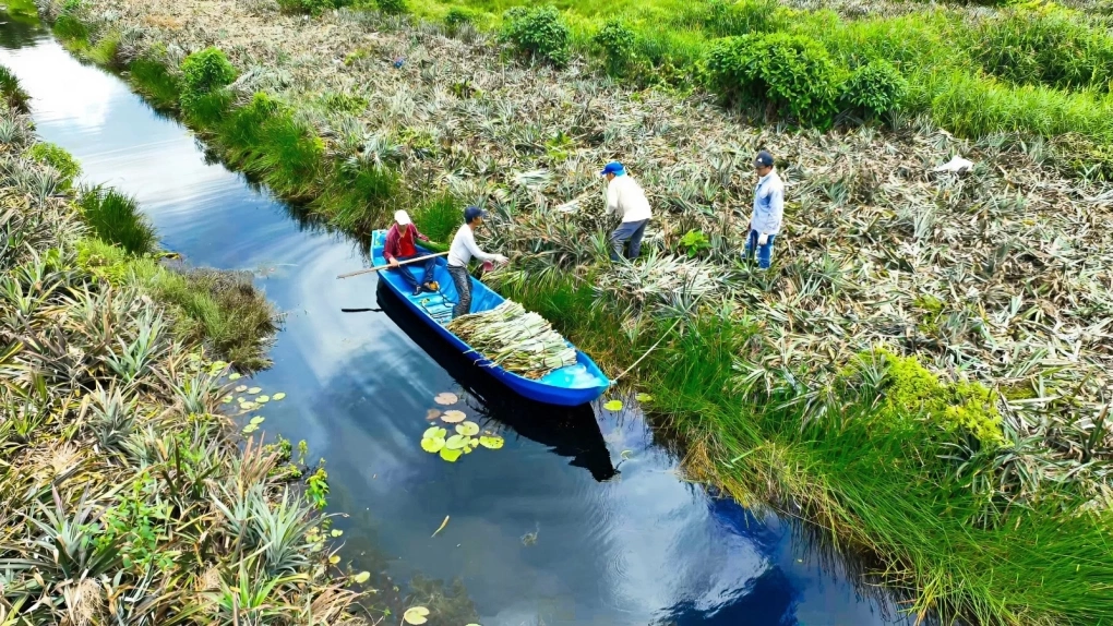 Biến lá cây dứa bỏ đi thành sợi vải, thu hơn 2 tỷ mỗi tháng